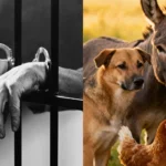 Zoofílicos tendrán cárcel, tener relación con una meneca contempla hasta 11 años de cárcel, desconcierto y beneplácito en el Caribe.